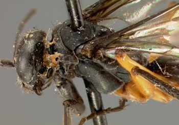 Media type: image;   Entomology 26645 Aspect: head frontal view 3
